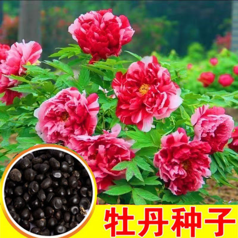 Double Petal Peony Seed Peony Flower Seed Flower Seed Outdoor Potted Flower Plant ระเบียง Courtyard 
