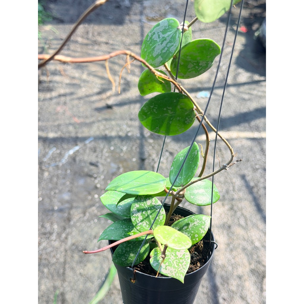 มุมมอง 6