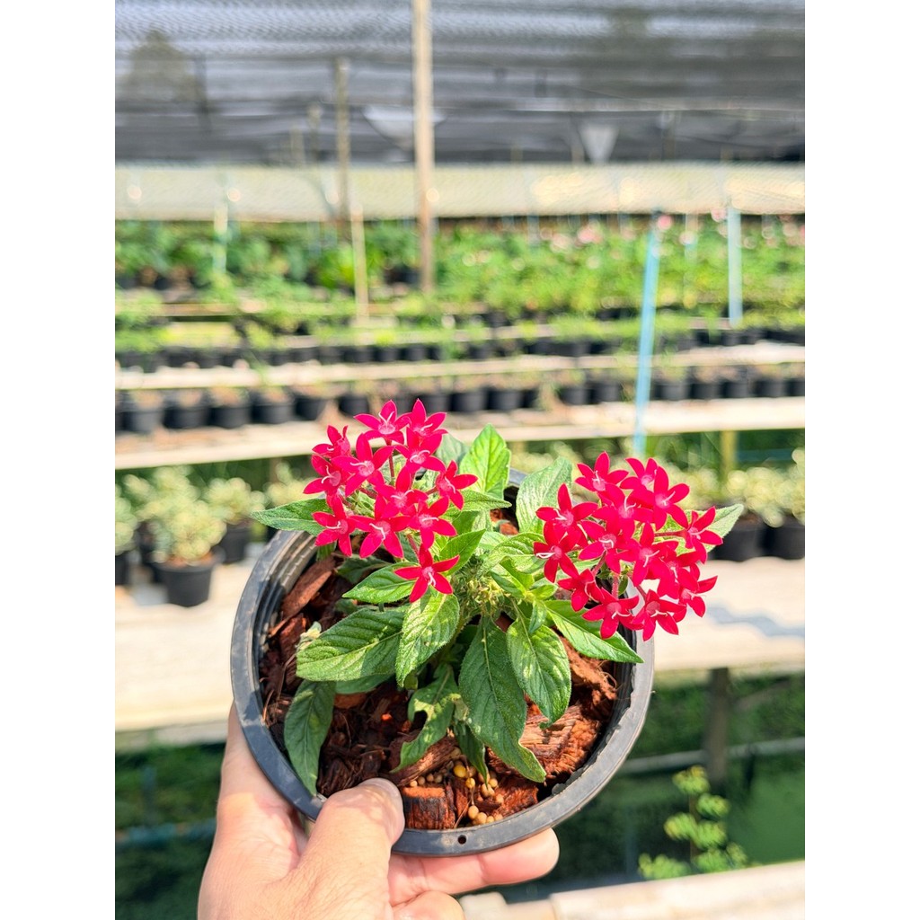 เข็มอินเดีย 6 นิ้ว (มีสีแดง ชมพู ม่วง) - Egyptian Star Cluster - มุมมองที่ 2