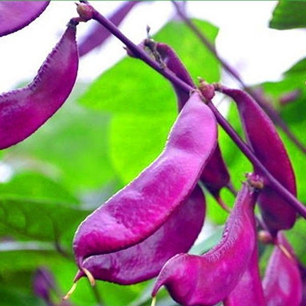 现货热卖紫扁豆种子 紫眉豆紫红色早熟豆种春秋芸豆四季豆籽庭院蔬菜种子Purple kidney bean seeds, purple-veined beans, purplish-red early-