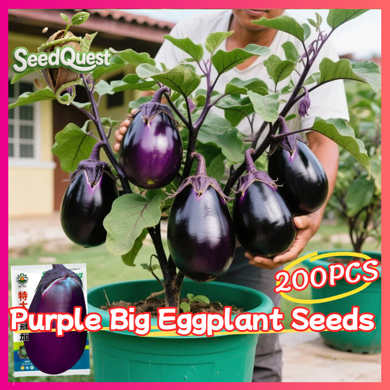 เมล็ดพันธุ์ มะเขือม่วงยักษ์ 200 เมล็ด Black Beauty Eggplant Seeds Purple Big Eggplant Vegetable Seed