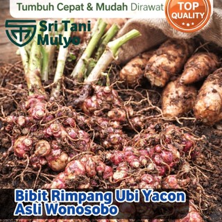1Kg Bibit / Rimpang Ubi Yacon Berkualitas - Asli Wonosobo Bibit Ubi Yakon Kiloan