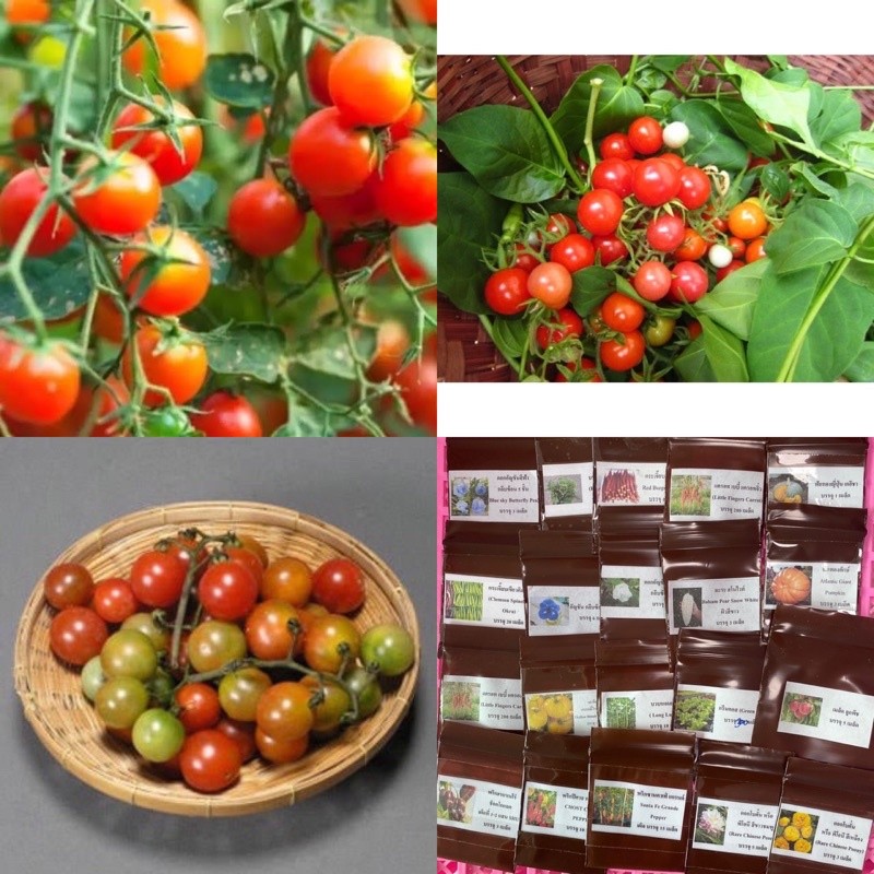 เมล็ดพันธุ์ มะเขือเทศ ส้มตำ (ป๊อก ป๊อก) ( Tomato Somtum Seed ) บรรจุ 100 เมล็ด รสชาดเปรี้ยว เหมาะสำห