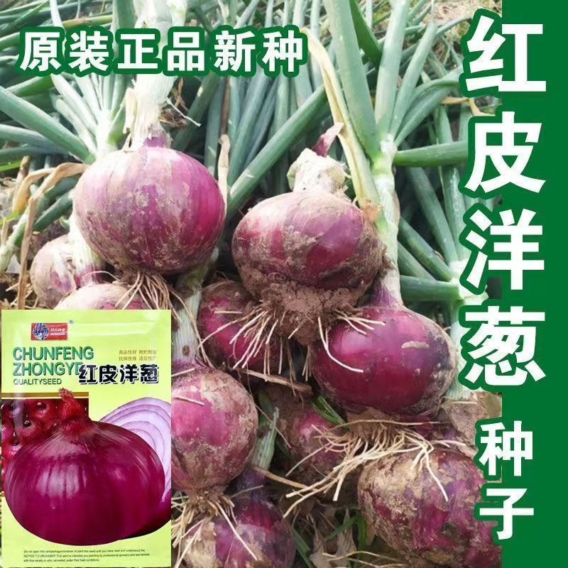 现货热卖紫红皮洋葱种洋葱种子紫皮洋葱种子秋季盆栽葱种圆葱扁圆紫色蔬菜purple onion seed onion seed purple onion seed20260322