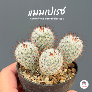 แมมเปเรซ Mammillaria Perezdelarosae แคคตัส กระบองเพชร cactus…