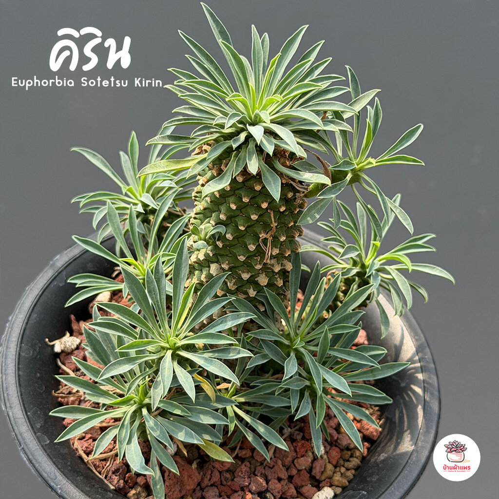 คิริน Euphorbia Sotetsu Kirin แคคตัส กระบองเพชร cactus&succulent