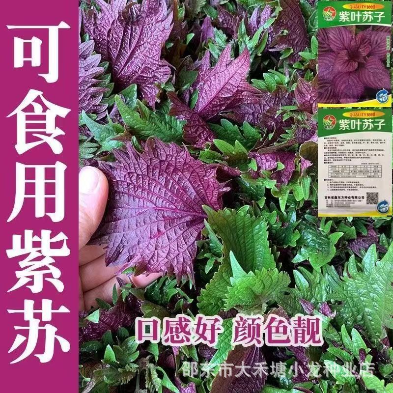现货四季食用紫苏种子紫苏籽种子香菜种紫苏盆栽阳台苏子粒种香菜籽种Four-season perilla seeds, perilla seed seeds, cilantro.20260328