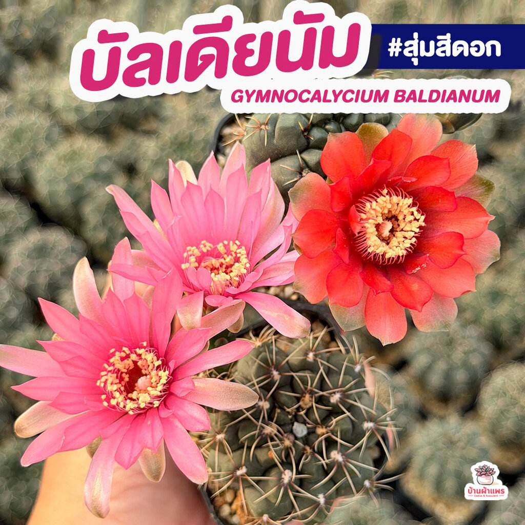 Gymno Baldianum ยิมโน บัลเดียนัม แคคตัส กระบองเพชร