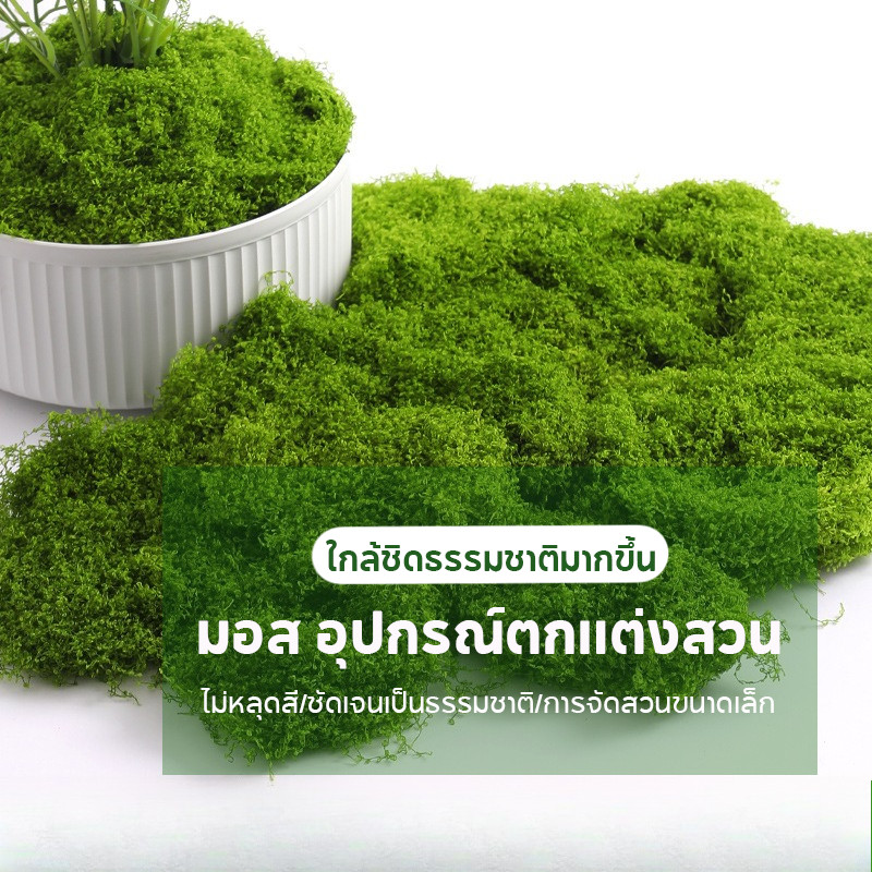 มอสเทียม ไม่หลุดสี อุปกรณ์ตกแต่งสวน บอนไซสนามหญ้า ตกแต่งกระถาง ออกแบบภูมิทัศน์