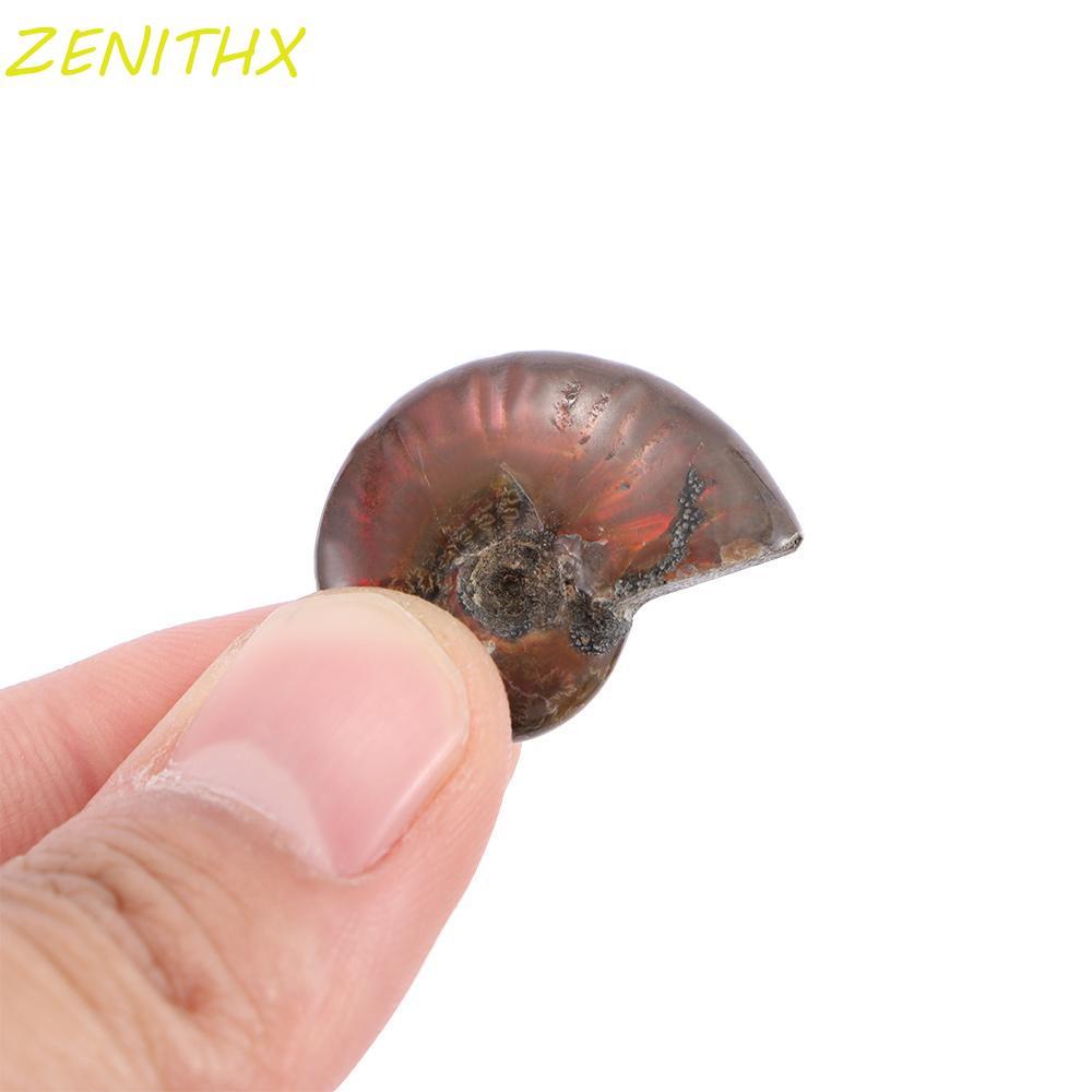 ZENITHX Ammonite Luck ของสะสม Madagascar Stone ของขวัญตัวอย่าง