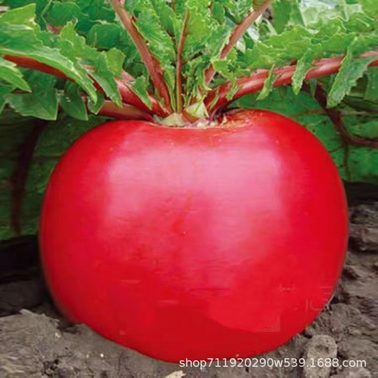 现货热卖大红萝卜种子圆萝卜红萝卜种籽萝卜种子蔬菜种子秋冬季播Big Red Radish Seed Round Radish Red Radish Seed Radish20260321