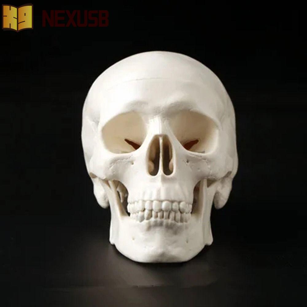 NEXUSBEAM Skull Model, โมเดลหัวมนุษย์แบบถอดได้สะดวก, 92x99x71mm Mini Resin Studying Anatomical Head 