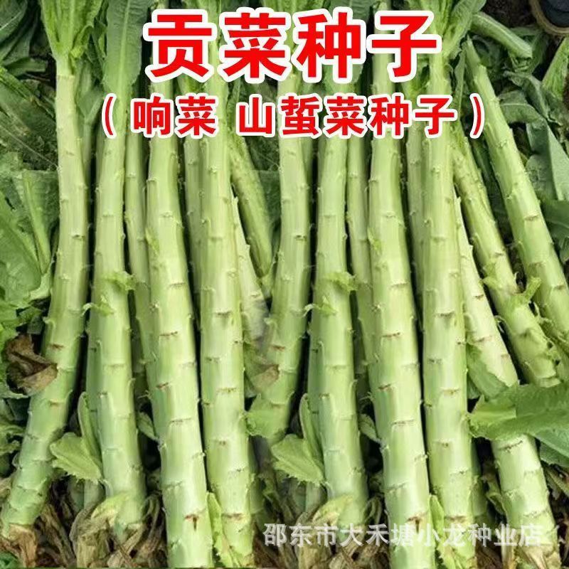 现货宫廷贡菜种子山蜇菜响菜种子四季高产耐寒抗热蔬菜种子菜籽菜种子Palace Tribute Vegetable Seeds Mountain Sting Vegetable Sounding Veg