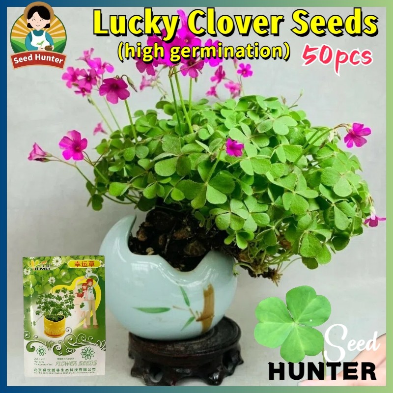 เมล็ดพันธุ์ โคลเวอร์ ลัคกี้โคลเวอร์ เมล็ดโคลเวอร์สี่แฉก Lucky Clover Seeds 50เมล็ด ของแท้ 100% ต้นโค