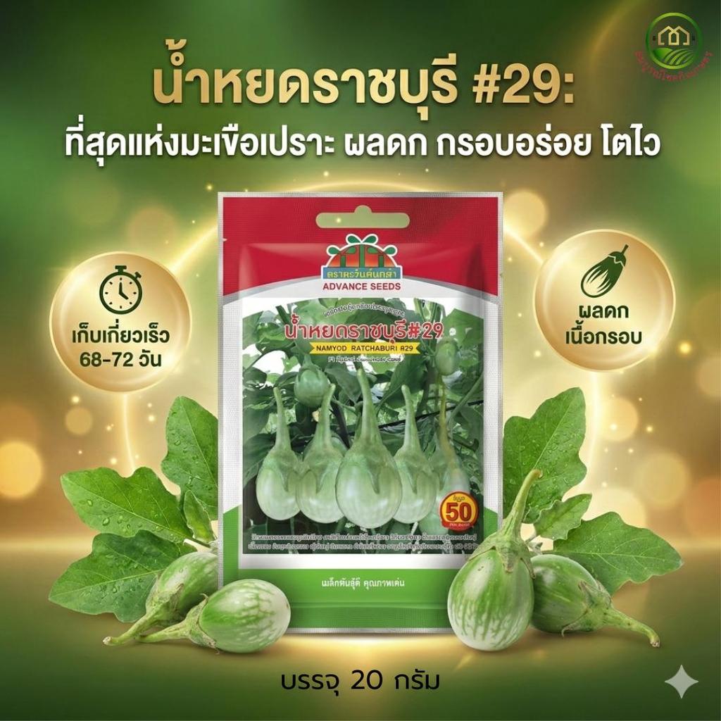 มะเขือเปราะ น้ำหยดราชบุรี #29 เมล็ดพันธุ์ มะเขือเปราะ ลูกผสม ตรา ตะวันต้นกล้า บรรจุ 20 กรัม