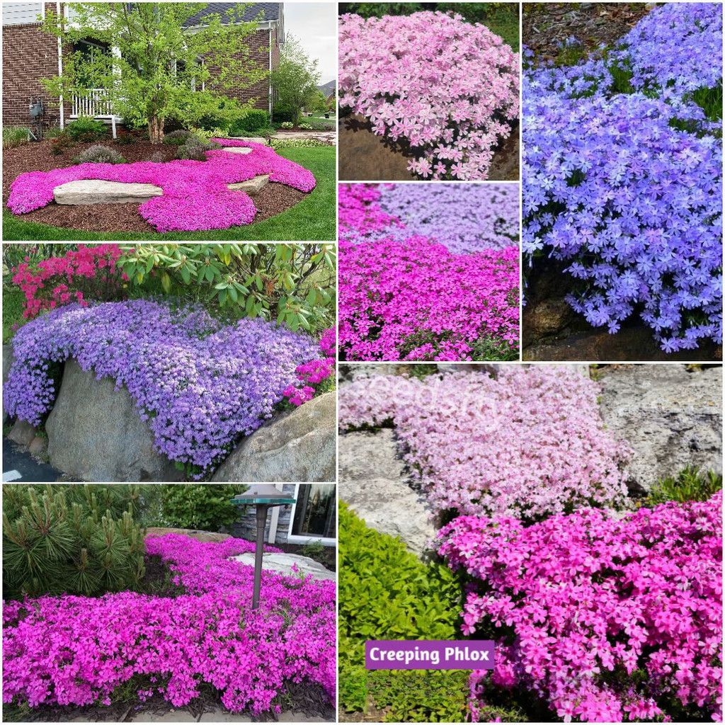 现货*福禄考种子混色芝樱花种籽四季易种多年生宿根花种子Phlox seeds, mixed colors; moss phlox seeds, all-season, easy to grow.20260322