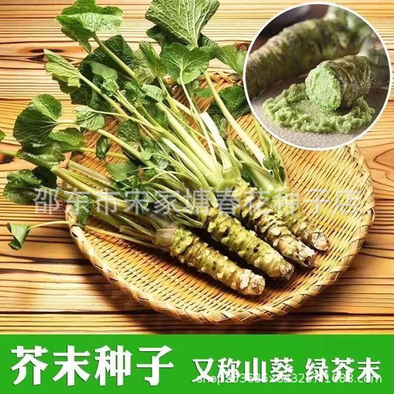 现货热卖山葵种子辣根种子山葵种子绿芥末籽四季播阳台庭院盆栽种蔬菜播种Wasabi seeds, horseradish seeds, wasabi seeds, green mustard202603
