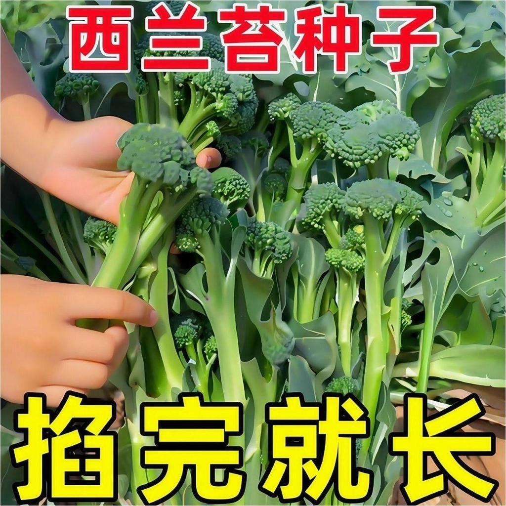 现货新种西兰苔种子绿西兰苔有机西洋芥兰田园庭院种植蔬菜苔种子New Zealand kale seeds, green kale, organic Western variety.20260331