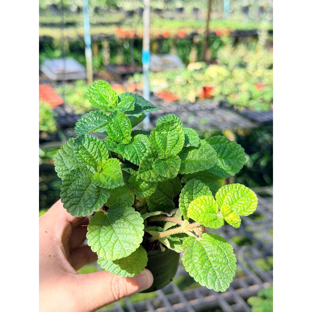 มุมมอง 4