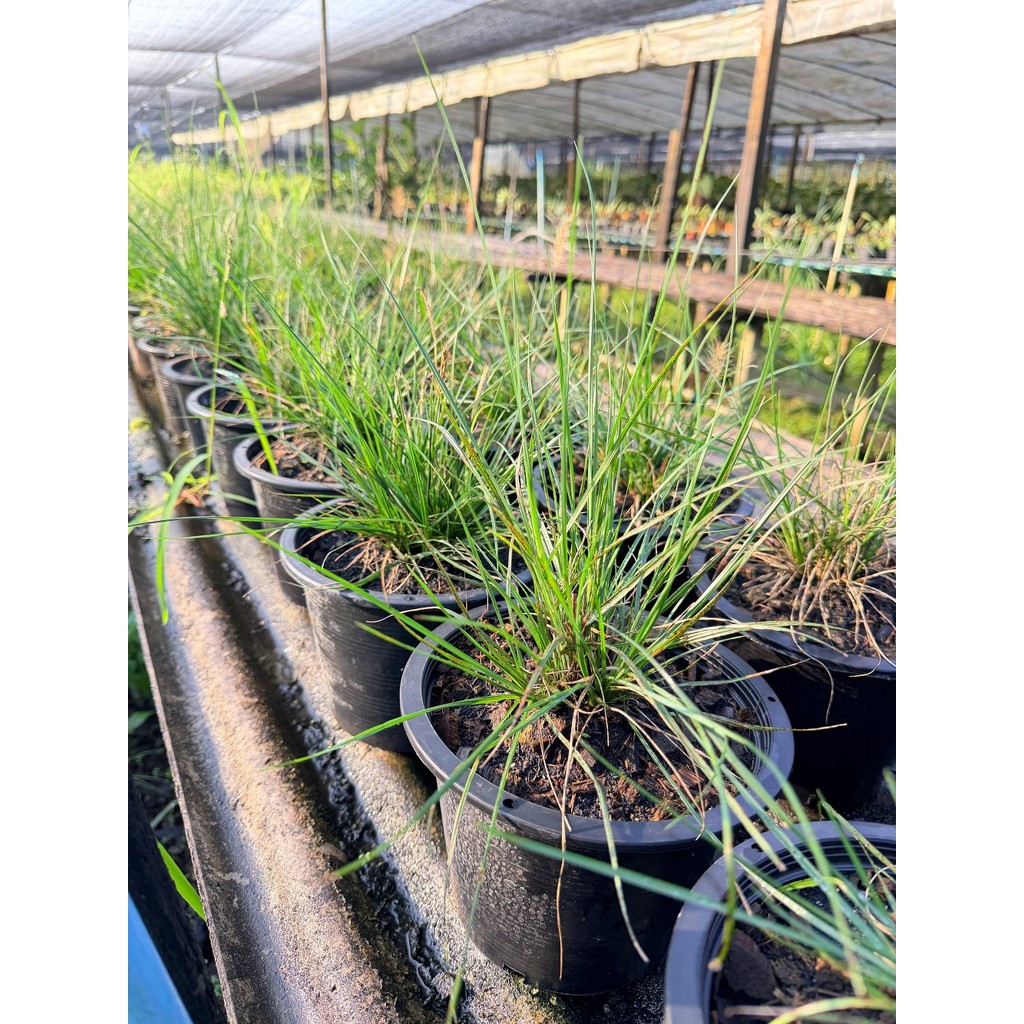 หญ้าน้ำพุแคระ 8 นิ้ว - Dwarf Fountain Grass - มุมมองที่ 3