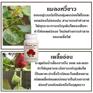 ป้องกันแมลง เพลี้ยไฟ ไรแดง ยาฝังดิน 200เม็ด ไรเชื้อรา ต้านทานโรค ออกฤิทธิ์ 1 เดือน ใช้กับพืชได้ทุกชนิด กุหลาบ กล้วยไม้