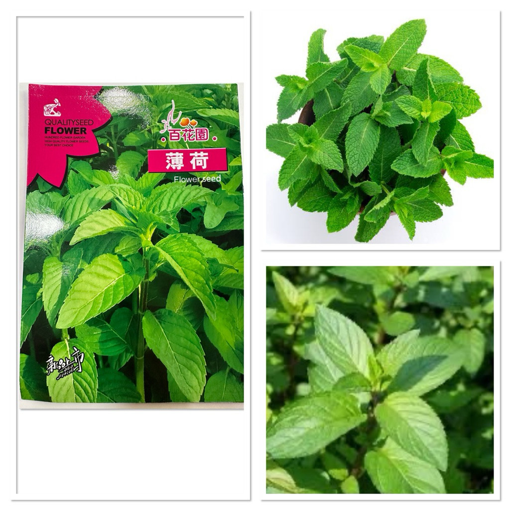 เมล็ดพันธุ์ สเปียร์มินต์ Spearmint Mentha spicata บรรจุ 50 - 1000 เมล็ด เป็นพืชในสกุลมินต์