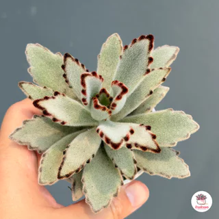 แพนด้า Kalanchoe Tomentosa Panda ไม้อวบน้ำ กุหลาบหิน cactus&succulentหลากหลายสายพันธุ์