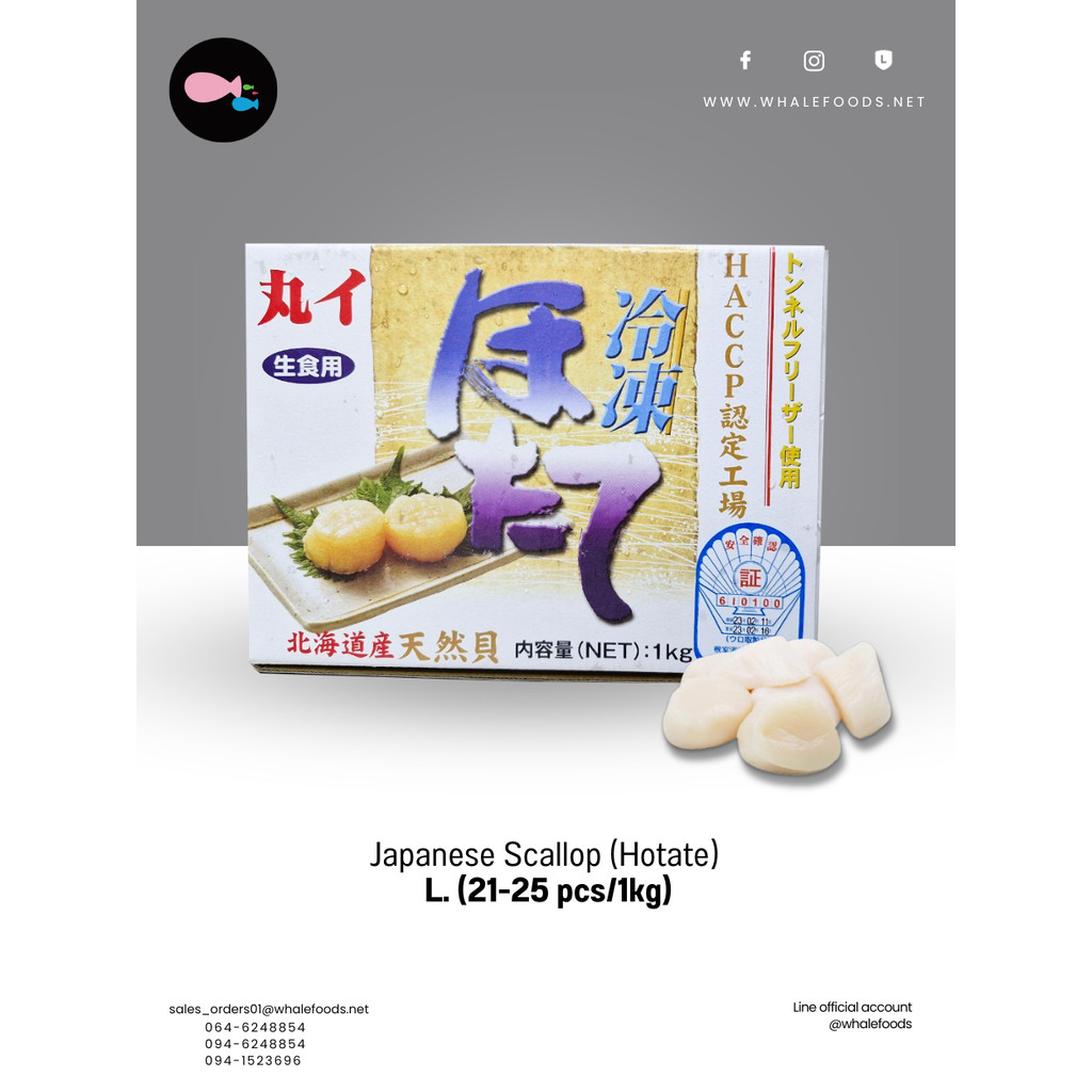 Hokkaido Scallop (Japanese Hotate) Size L. 21-25pcs/1kg.