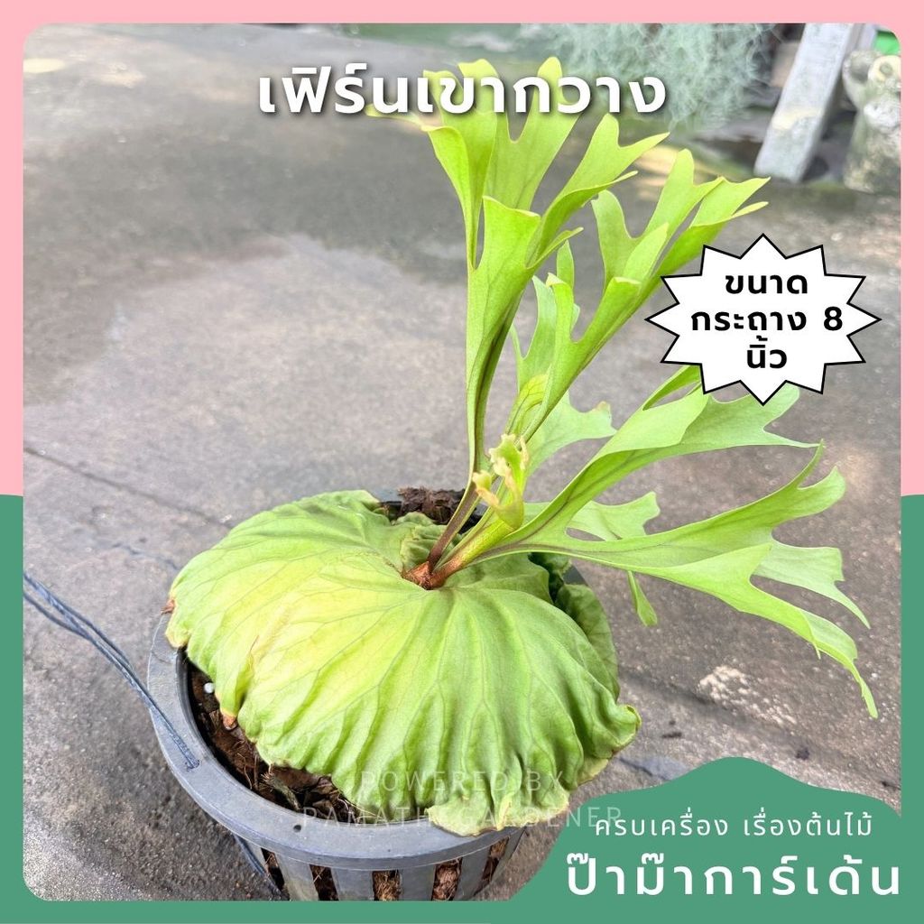 เฟิร์นเขากวาง 8 นิ้ว - Staghorn Fern