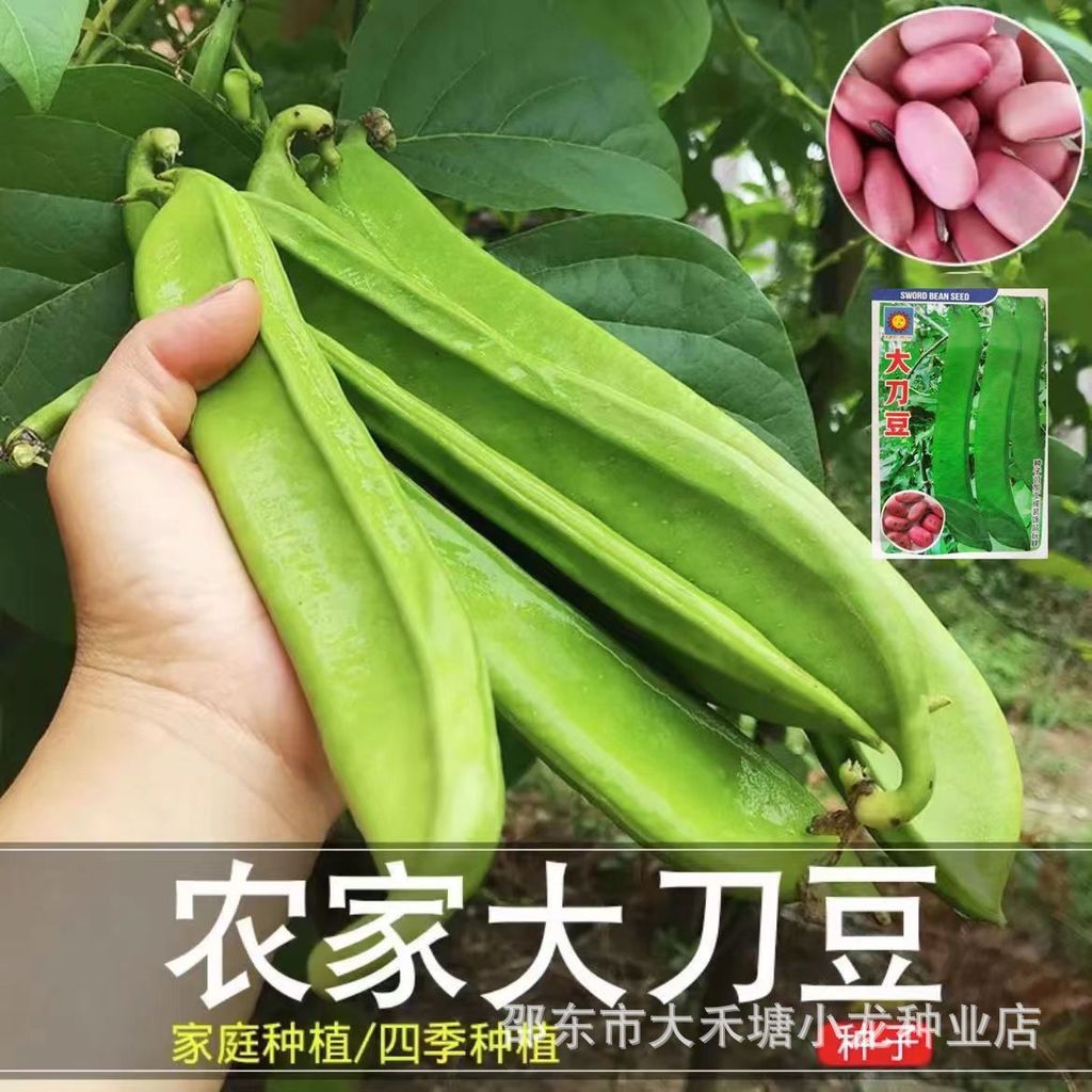 现货红豆种子大红豆巨型大豆角种籽巴西豆四季蔬菜爬藤菜豆角种子Red Bean Seed Big Red Bean Giant Soybean Horn Seed Bar20260328