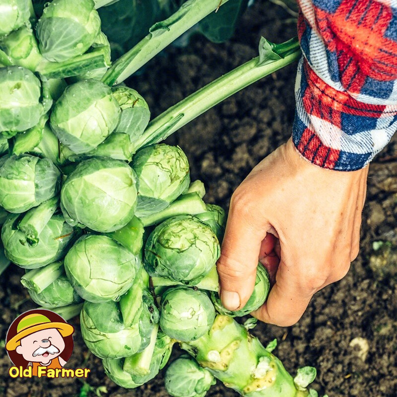 20 เมล็ด เมล็ดพันธุ์ กะหล่ำดาว Brussels Sprouts Seeds บอนไซ เมล็ดพันธุ์พืช เมล็ดผักสวนครัว เมล็ดพันธุ์ผัก เมล็ดผัก - รูปที่ 4