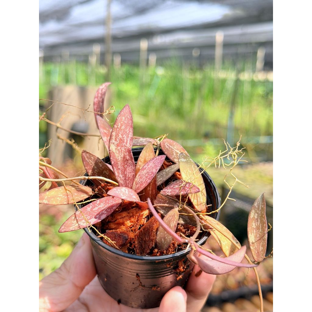 มุมมอง 4