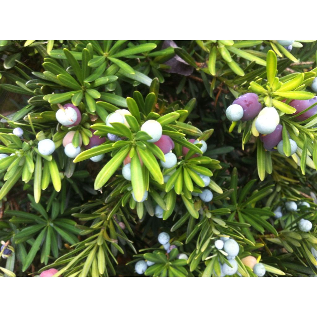 Xincai Arhat Pine Seeds Bird Tongue Arhat Pine Big Leaf Small Leaf Red Bud ไต้หวัน Pearl Arhat Pine 