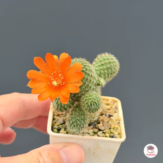 รีบูเทียเลื้อยดอกส้ม Rebutia Pulvinosa แคคตัส กระบองเพชร cactus&succulent