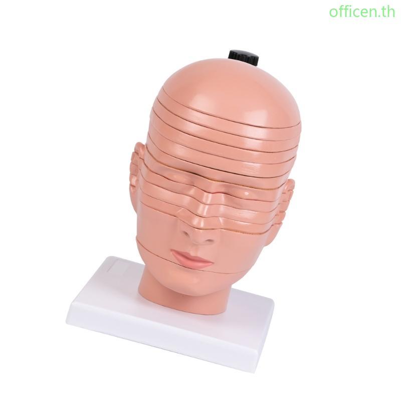 Cen สมจริงมนุษย์หัวคอ Anatomy รุ่นการเรียนรู้ Aid สําหรับห้องเรียนสาธิต