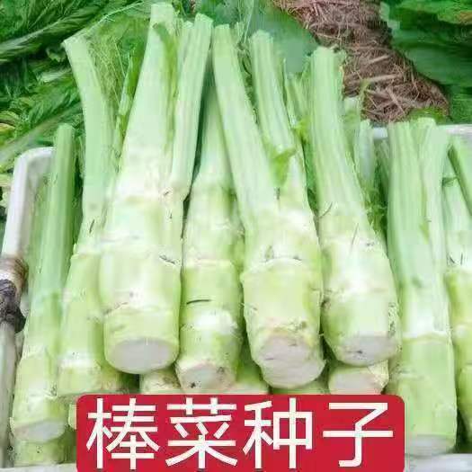 现货热卖棒菜种子薄皮棒菜大棒菜白皮芥菜种四川花叶菜头川渝特色秋播蔬菜Chinese mustard seeds, thin-skinned Chinese mustard, large-leaf Ch