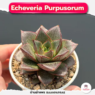 รวมกุหลาบหินและไม้อวบน้ำ หลายสายพันธุ์ ส่งทั้งกระถาง cactus&succulent