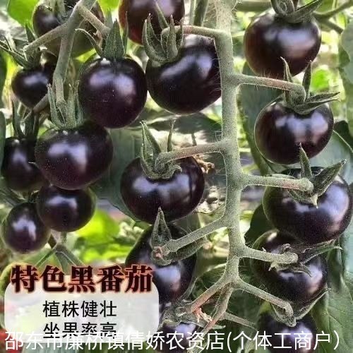 现货黑珍珠番茄种子黑番茄种子黑番茄特色樱桃西红柿种籽盆栽蔬菜籽Black Pearl tomato seeds, black tomato seeds, black tomato20260328