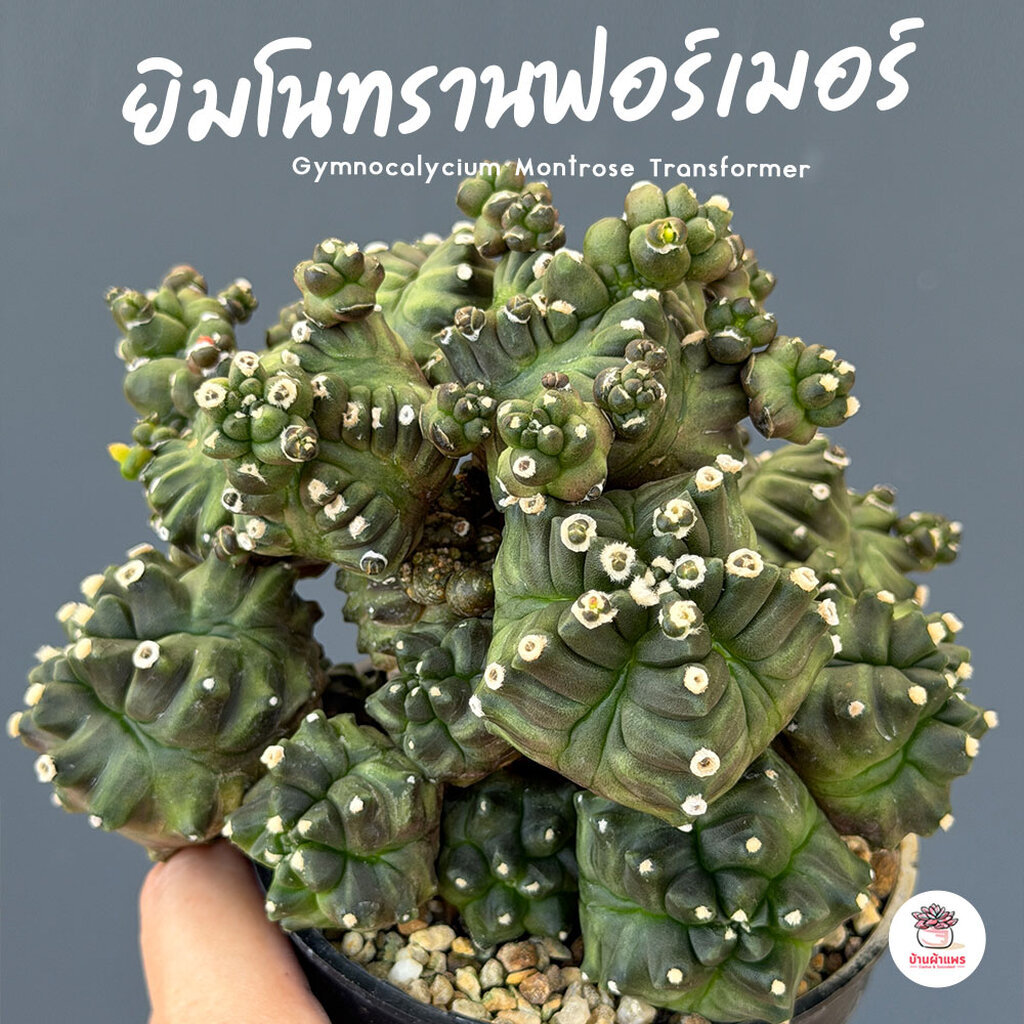 ยิมโนมอนส์ ทรานฟอร์เมอร์ Gymnocalycium Montrose Transformer แคคตัส กระบองเพชร cactus&succulent