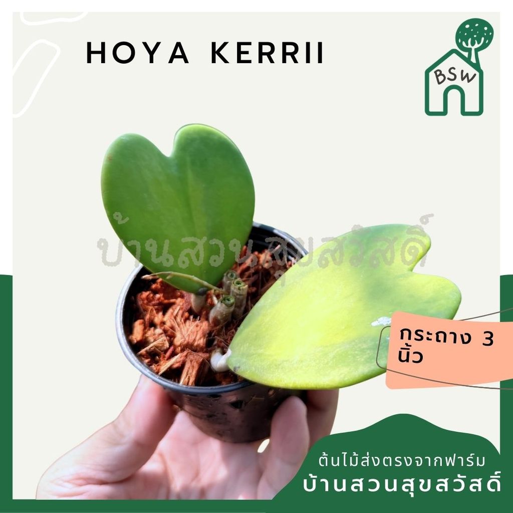 มุมมอง 5