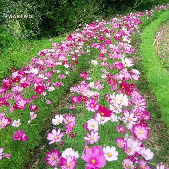 COD Color Cosmos Bonsai Seeds เมล็ดพันธุ์ ดาวกระจายคละสี ดอกคอสมอส (Mixed Cosmos Flower Seed) 100 เม
