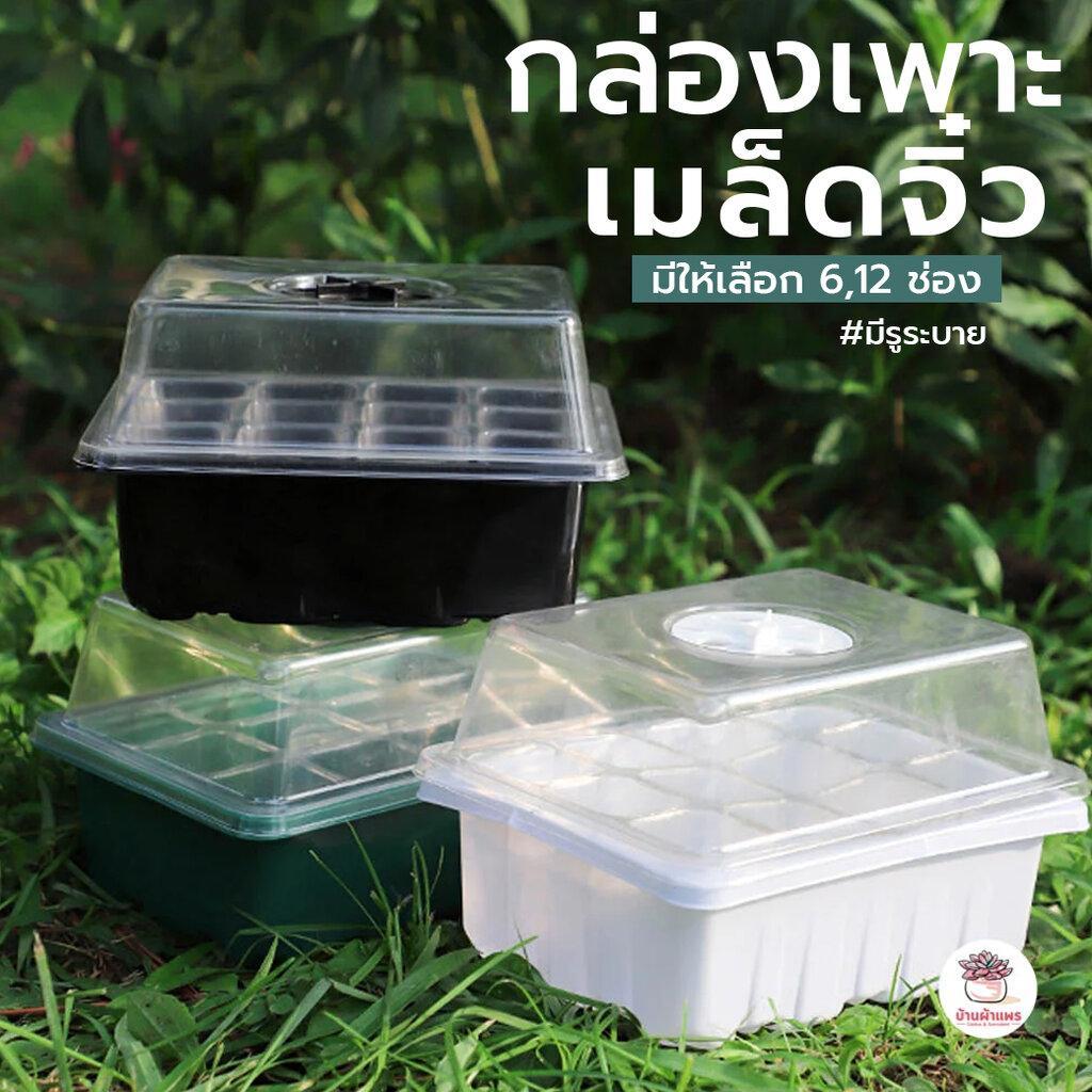กล่องเพาะเมล็ดจิ๋ว แคคตัส กระบองเพชร cactus&succulent