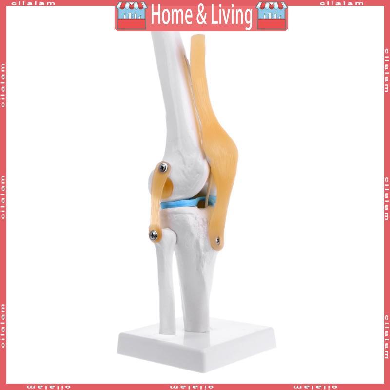 CI Human Anatomical Knee Joint ยืดหยุ่นโครงกระดูกรุ่น Medical Learning Aid Anatomy