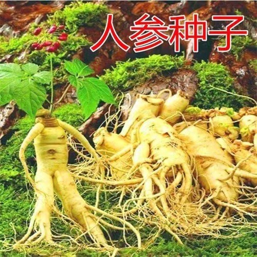 现货热卖人参种子长白山野山参子人参种子四季阳台盆栽长白山人参种子Ginseng seeds, Wild ginseng from Changbai Mountain, ginseng seeds202
