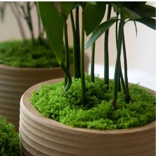 【พร้อมส่ง】มอสเทียม 100 กรัม - สำหรับตกแต่งจุลภูมิ DIY บอนไซ สวนหิน และฉากตกแต่ง