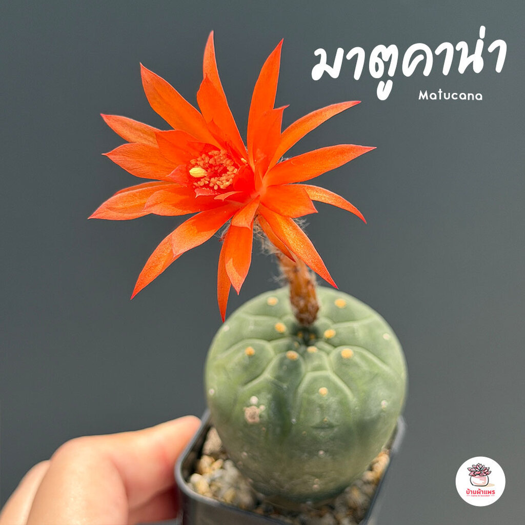 มาตูคาน่า Matucana แคคตัส กระบองเพชร cactus&succulent