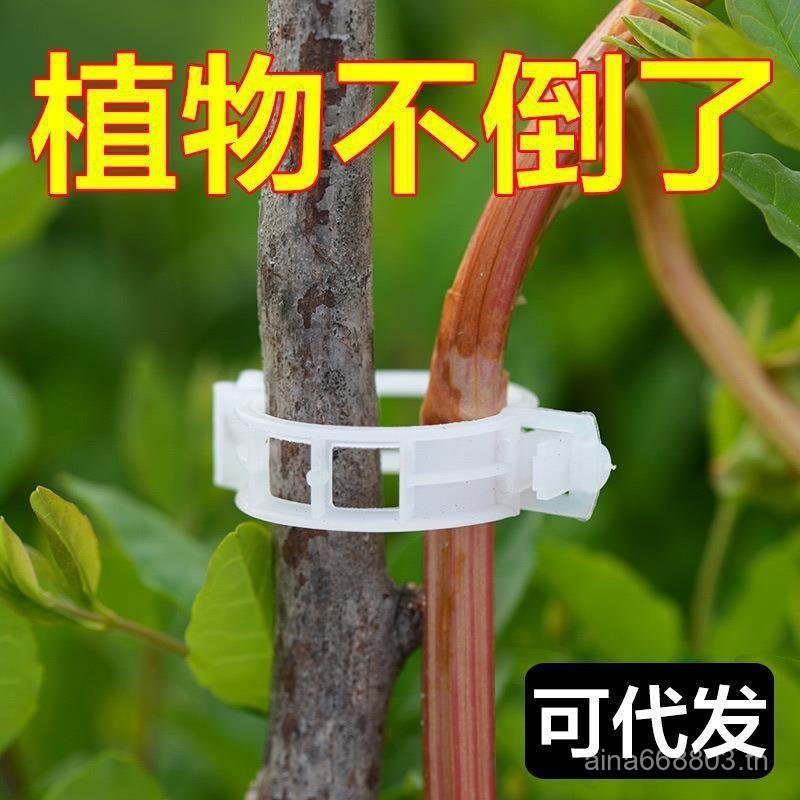 การทําสวนพืชแก้ไขคลิปมะเขือเทศ Grafting คลิป Tying Vine คลิป Tying สาขาหัวเข็มขัดดอกไม้พลาสติก Melon