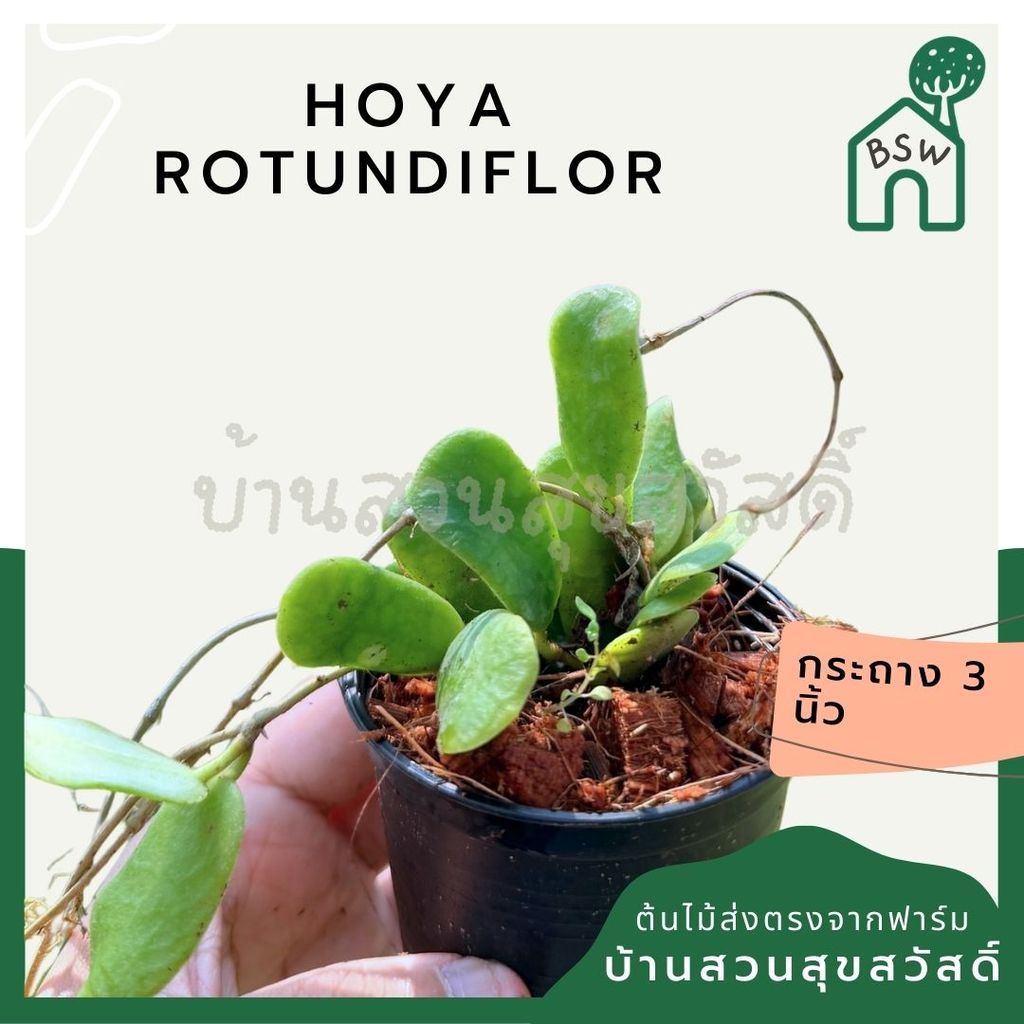 มุมมอง 3