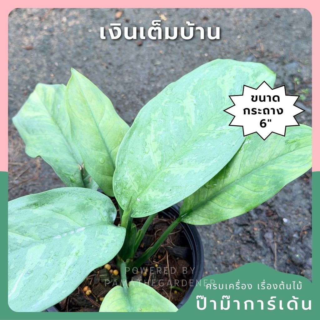 เงินเต็มบ้าน 6 นิ้ว - Dieffenbachia