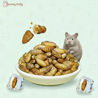 Bunny.indy ดักแด้ไหมสีทองฟรีซดราย15กรัม โปรตีนสูง สะอาด ไร้เชื้อโรค สำหรับสัตว์เลี้ยงทุกชนิด